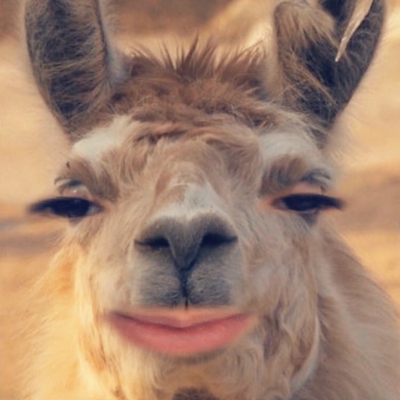 Meet your Posher, Mia - Picture 2 of 7